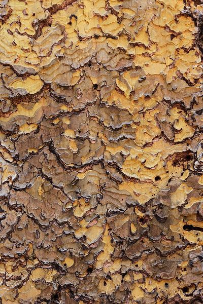 Jones, Adam 아티스트의 Pine bark pattern Yosemite National Park-California작품입니다.
